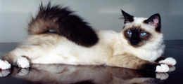 birman